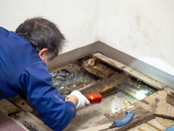 Best Attic Mold Remediation in Waukesha, WI