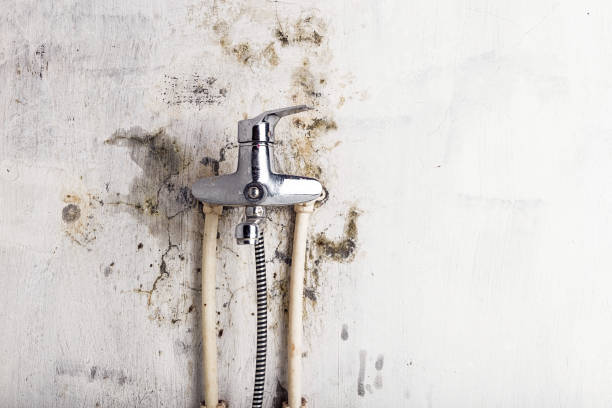 Best White Mold Remediation in Waukesha, WI
