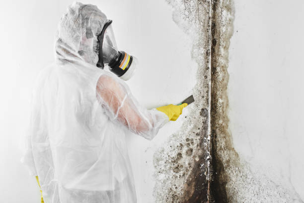 Best Residential Mold Remediation in Waukesha, WI